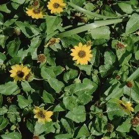 thumbnail for publication: Helianthus debilis Beach Sunflower